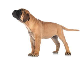 Obraz premium puppy bullmastiff in studio