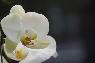 Bunga Anggrek Bulan Putih , Close up view of beautiful white phalaenopsis amabilis / moth orchids in full bloom in the garden with yellow pistils isolated on blur background. out of focus