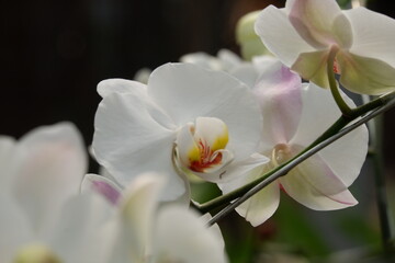 Fototapeta na wymiar Bunga Anggrek Bulan Putih , Close up view of beautiful white phalaenopsis amabilis / moth orchids in full bloom in the garden with yellow pistils isolated on blur background. out of focus