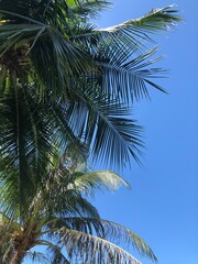 palm tree on blue sky