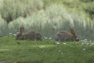 rabbits in the grass