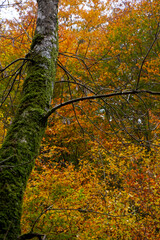 river and forest in Bursa, turkey