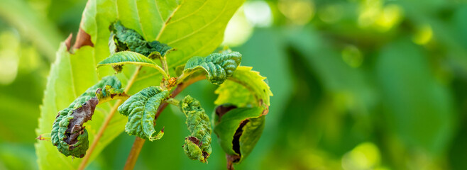Fruit tree leaves are damaged by insects. The leaves were damaged with the help of ants, insect eggs, insect larvae and other pests of plants. © catherinelprod