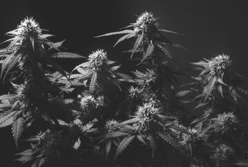 marijuana bush with buds in black and white background