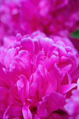 Fototapeta premium floral arrangement of pink pion flowers close-up.