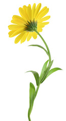 Calendula flowers close up isolated