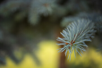 Macro detail of a fir branch, green background. Closeup photo of green needle pine tree. Blurred pine needles in background. Daylight.