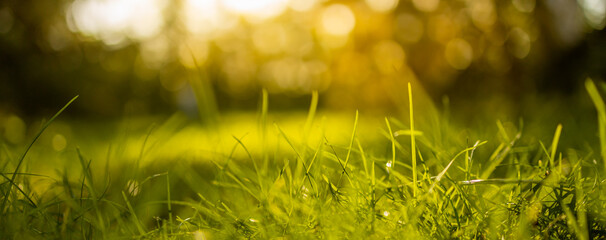 Dry yellow grass meadow in sunset sunrise sunlight. Autumn in closeup meadow grass with blurred sunset landscape. Relaxing nature scenery, bokeh landscape