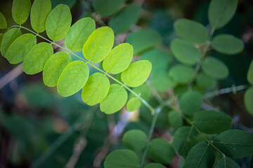 Fototapeta na wymiar Dark green leaves on the tree. Green leaf in the nature abstract background. 