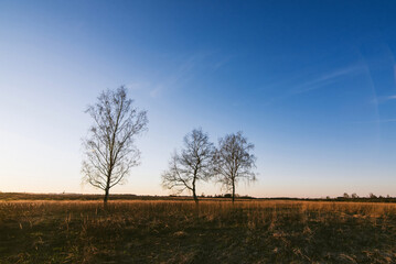 Obraz premium autumn landscape with three birches with fallen leaves