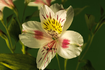 Alstroemeria flower on a green background. Beautiful postcard theme.