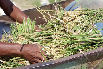 Rice milling machines are very helpful for farmers.