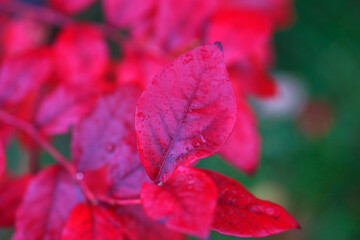Autumn red blueberry leaves