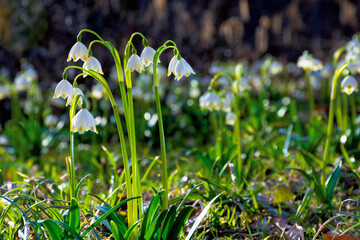 bunch of snowflake flowers on the forest glade. spring nature background on a sunny day