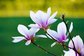 pink magnolia on the green background. beautiful nature background in springtime. bright sunny day