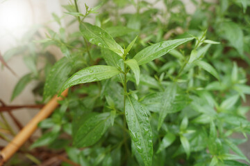 Andrographis paniculata (green chiretta) growing in the garden, fresh Thai herbal medicine herbs organic plant.