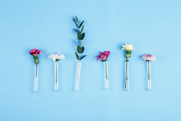 Beautiful flowers one by one arranged in test tubes on a blue background