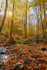 brook in the forest. wonderful nature scenery on a sunny autumnal day. trees in colorful foliage. water stream among the rocks and fallen leaves on the ground