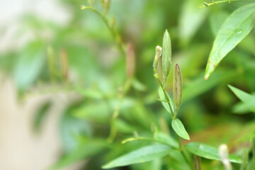 Seed pods of Kariyat. Andrographis paniculata (green chiretta) growing in the garden.