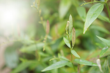 Seed pods of Kariyat. The Creat or Andrographis paniculata (Burm.f.) Wall.ex Nees. Bitter herb