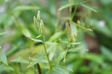 Seed pods of Kariyat. Andrographis paniculata (green chiretta) growing in the garden.