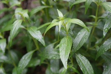 Andrographis paniculata (green chiretta) growing in the garden, fresh Thai herbal medicine herbs organic plant.