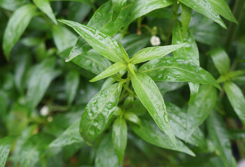 Andrographis paniculata (green chiretta) growing in the garden, fresh Thai herbal medicine herbs organic plant.