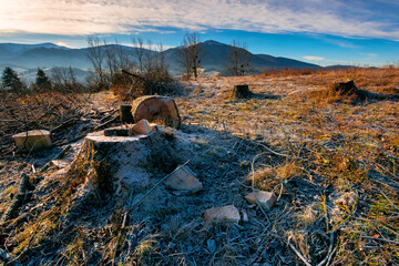 Fototapeta na wymiar deforestation in the mountains. stump of fresh cut trees in hoarfrost. cold autumn morning countryside scenery