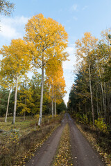 Glowing aspen trees by a dirt road side