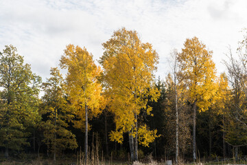 Fototapeta premium Beautiful aspen trees in fall season