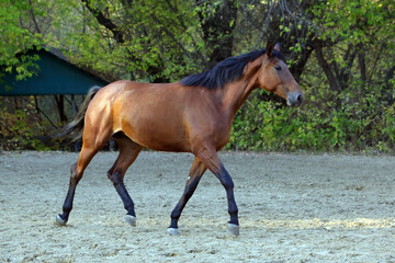 Horse runs gallop in evening forest ranch