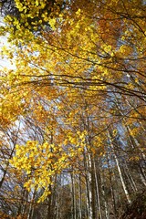 Autumn in the Pyrenees