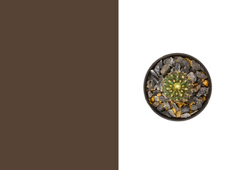 Layout design cactus isolated on white and brown background. Flat lay.