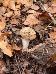 mushroom in the forest