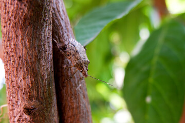 closeup shot of insect isolated on plant in garden