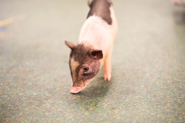 Baby piglet dwarf pig in the farm