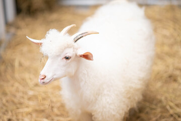 Obraz premium Male sheep in the indoor farm