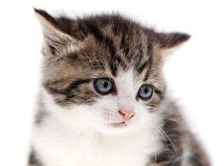 Small kitten isolated on a white background.