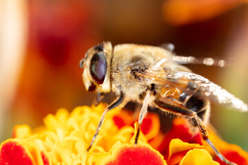 Close-up portrait of a bee on a flower.