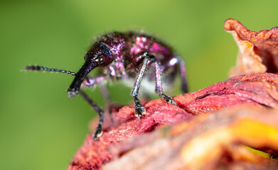 Close-up of a beetle in nature.