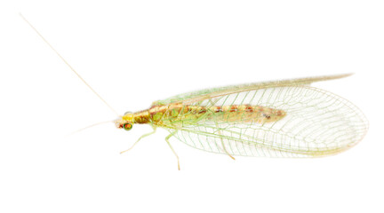 Green fly on a white background.