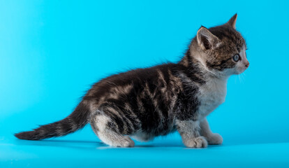 The cat is isolated on a blue background.