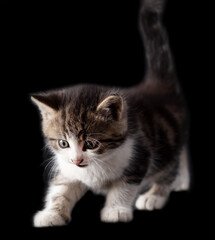 Kitten portrait isolated on black background.