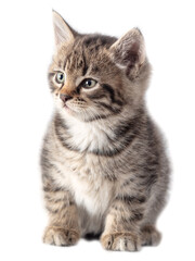 Kitten portrait isolated on a white background.