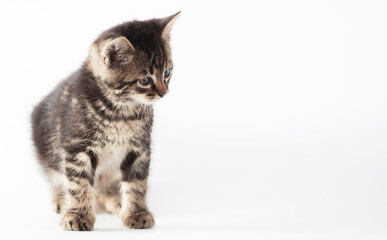 Kitten portrait isolated on a white background.
