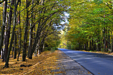 road in autumn forest