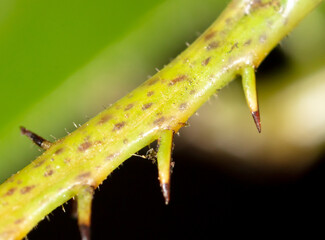 Close-up of the paw of a grasshopper in nature.