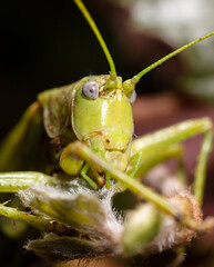 Close-up portrait of a grasshopper in nature.
