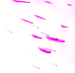 Spots of red potassium permanganate on a white background.