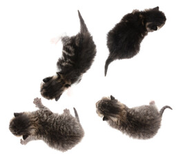 Four newborn kittens isolated on a white background.